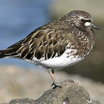 Black Turnstone